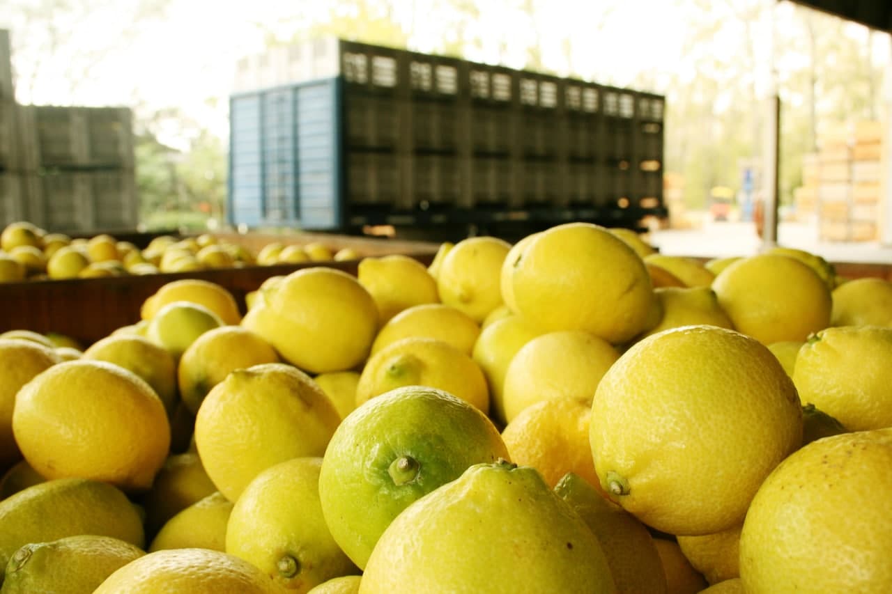 
											
											Ўзбекистон йил бошидан буён қарийб 4 млн долларлик лимон экспорт қилди
											
											
