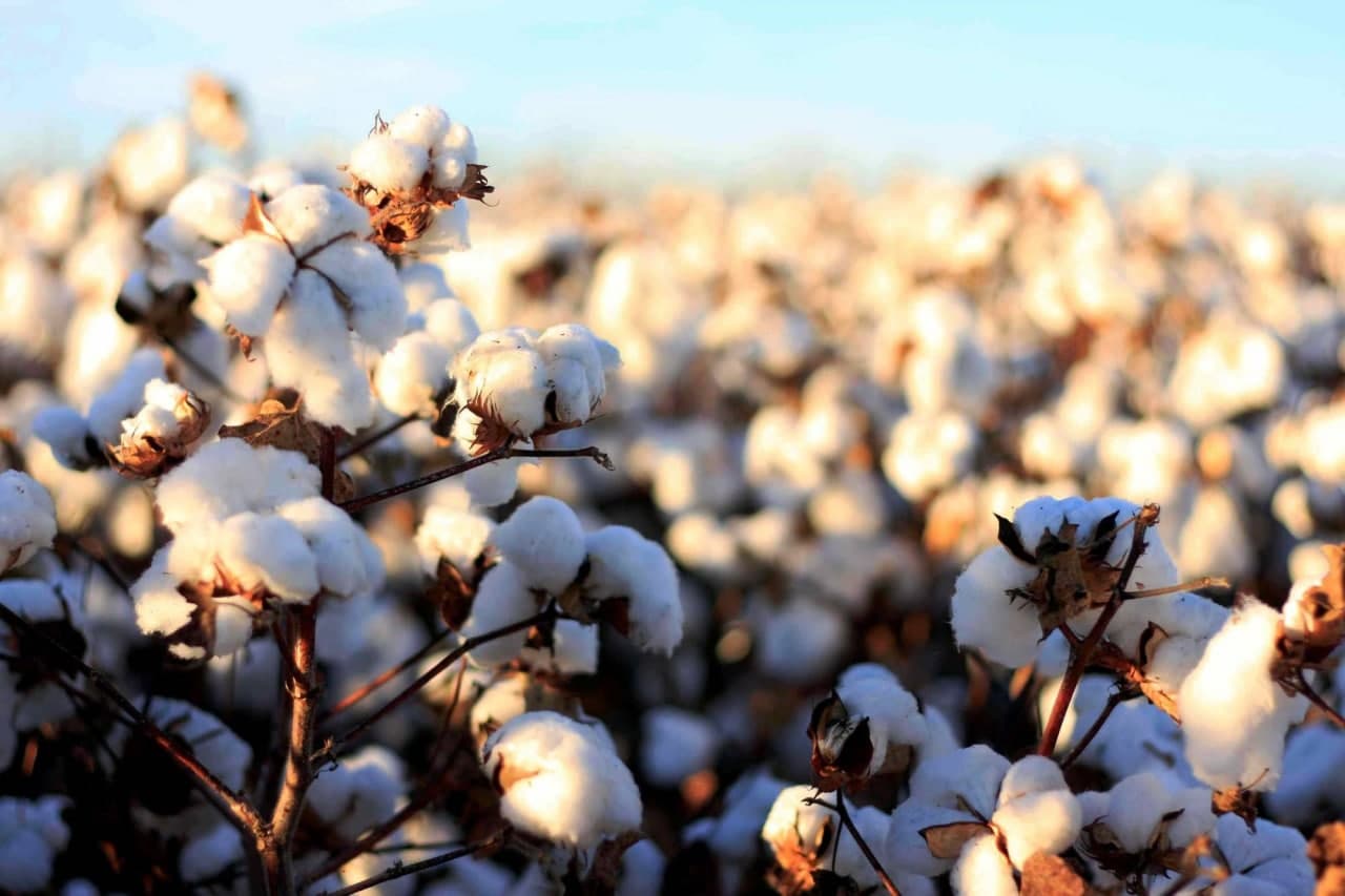 
											
											“Cotton Campaign” O'zbekiston paxtasiga e’lon qilingan boykotni bekor qildi
											
											