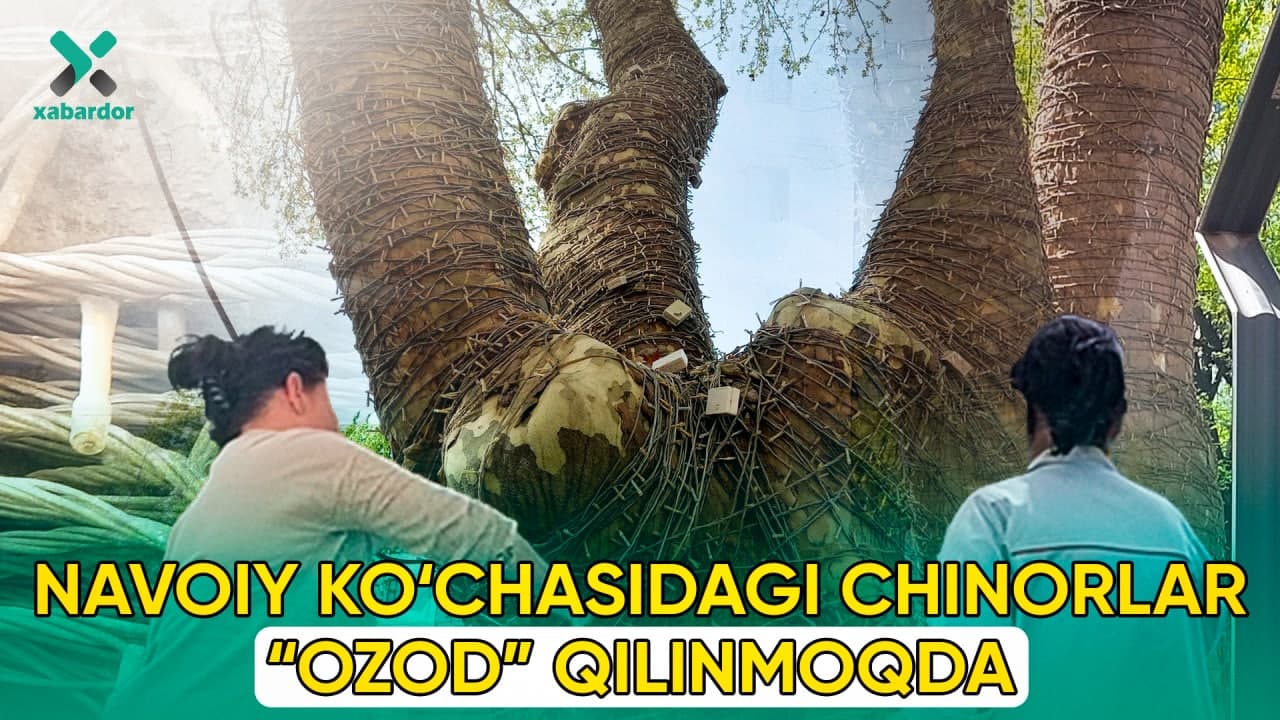 
											
											Alisher Navoiy ko‘chasidagi chinorlar “ozod” qilinmoqda (foto)
											
											