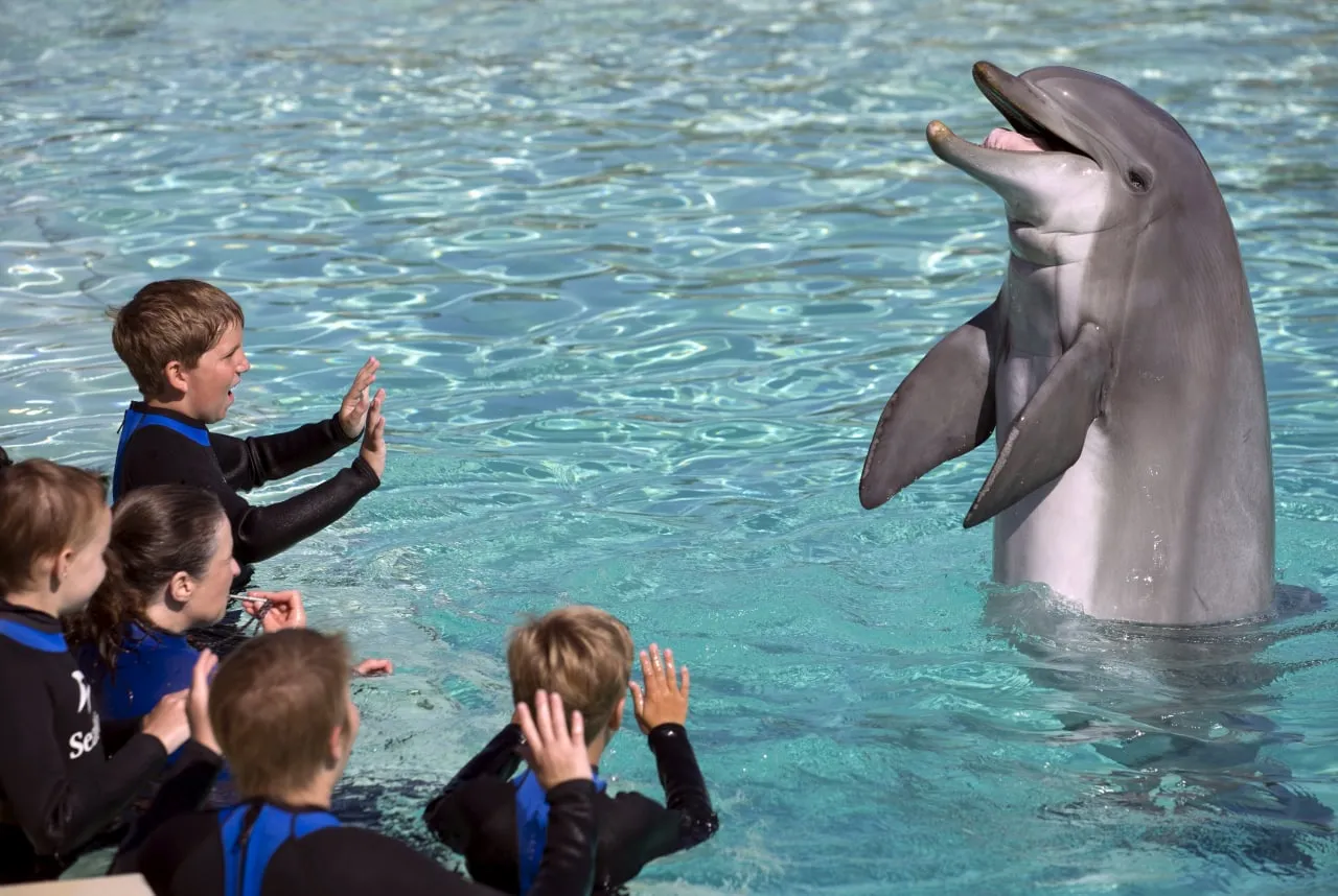 
											
											Delfinlar haqida ishonish qiyin bo‘lgan 7 fakt
											
											