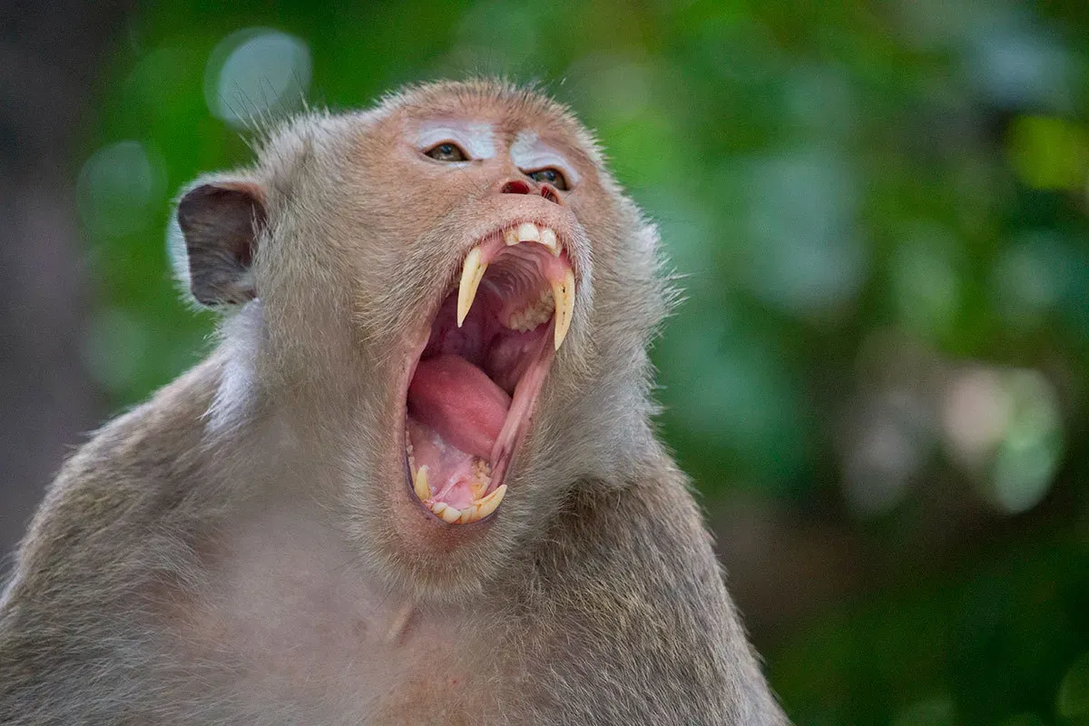 
											
											Yaponiyada maymunlarning odamlarga ommaviy hujumi kuzatilmoqda
											
											