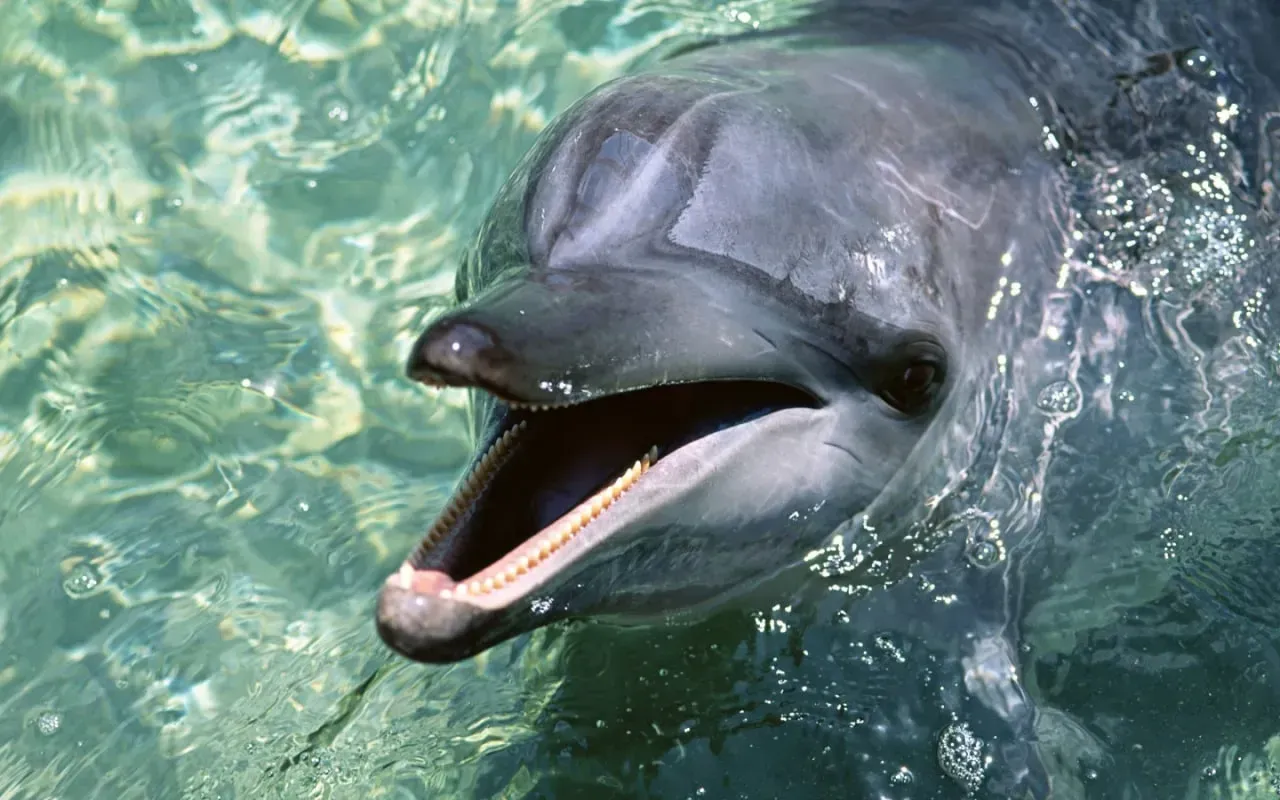 
											
											Yaponiyada delfinlarning odamlarga hujumi kuchaymoqda
											
											