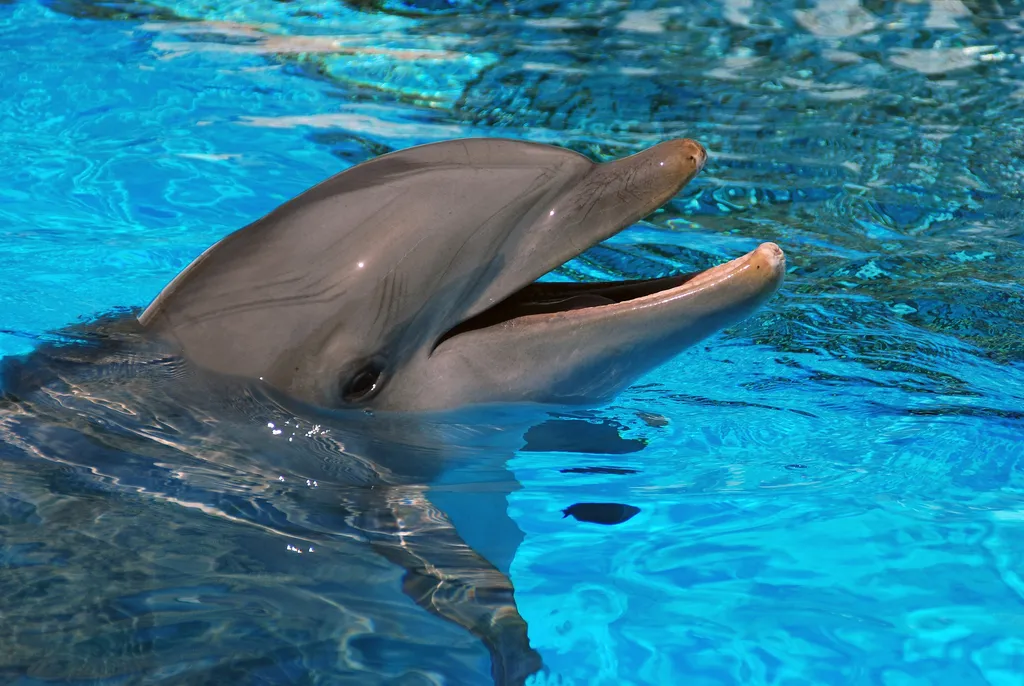 
											
											Флорида делфинида парранда гриппи аниқланди
											
											