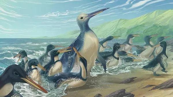 
											
											Yangi Zelandiya sohilida eng yirik pingvin qoldiqlari topildi
											
											