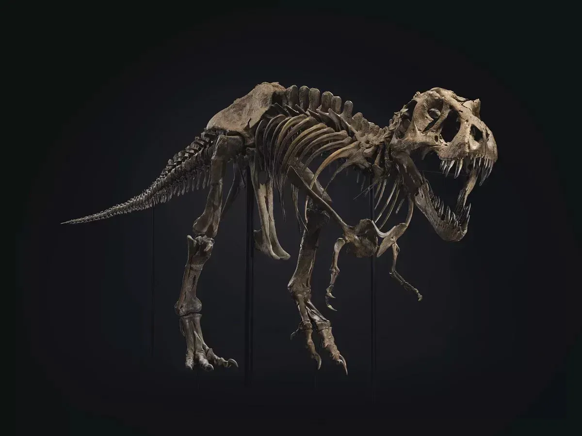 
											
											Тироназавр рекс скелети кимошди савдосида 5 дақиқа ичида сотилди
											
											