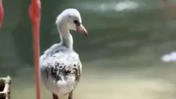 
											
											Toshkent hayvonot bog‘ida ilk bor pushti flamingo jo‘jalari dunyoga keldi (video)
											
											