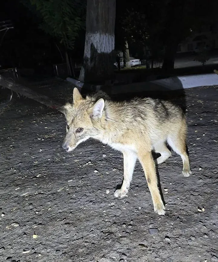 Toshkentning Mirzo Ulug‘bek tumanida chiyabo‘ri tutildi
