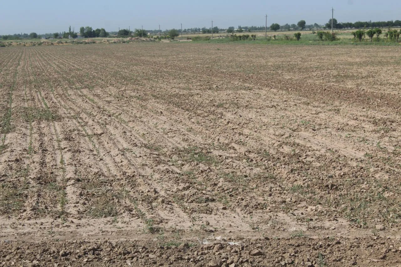 
														
														Самарқанд ва Қашқадарёда ер майдони сотиш билан боғлиқ коррупсион ҳолатлар фош этилди
														
														