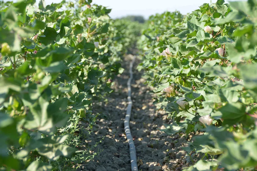 Самарқандда пахтани томчилатиб суғориш учун гектарига 12 млн сўмдан субсидия ажратилади