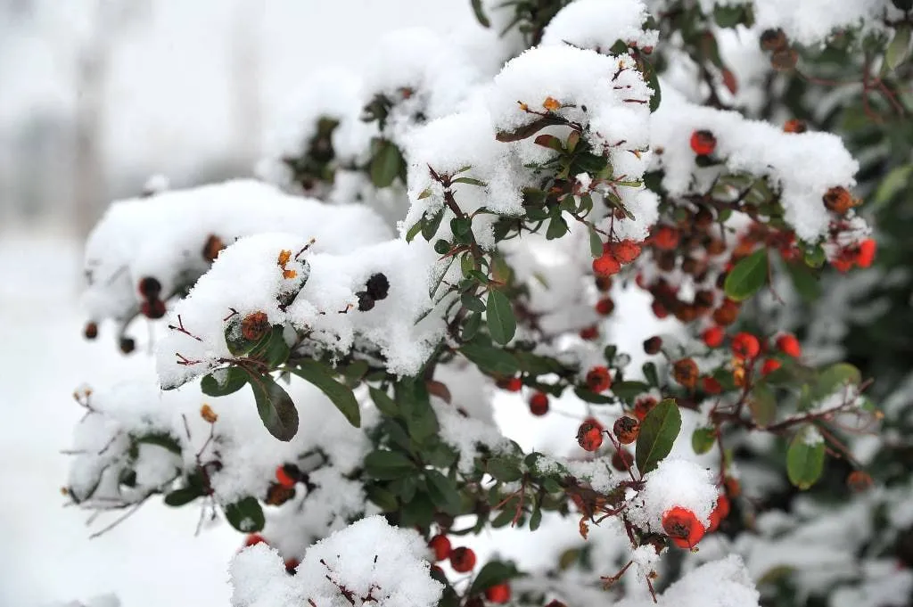 
														
														Ўзбекистонда январь ойида қандай об-ҳаво шароити кутилмоқда?
														
														