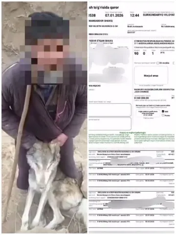 Surxondaryoda qo‘ylariga hujum qilgan bo‘rini o‘ldirgan fuqaro 8,2 mln so‘m jarimaga tortildi
