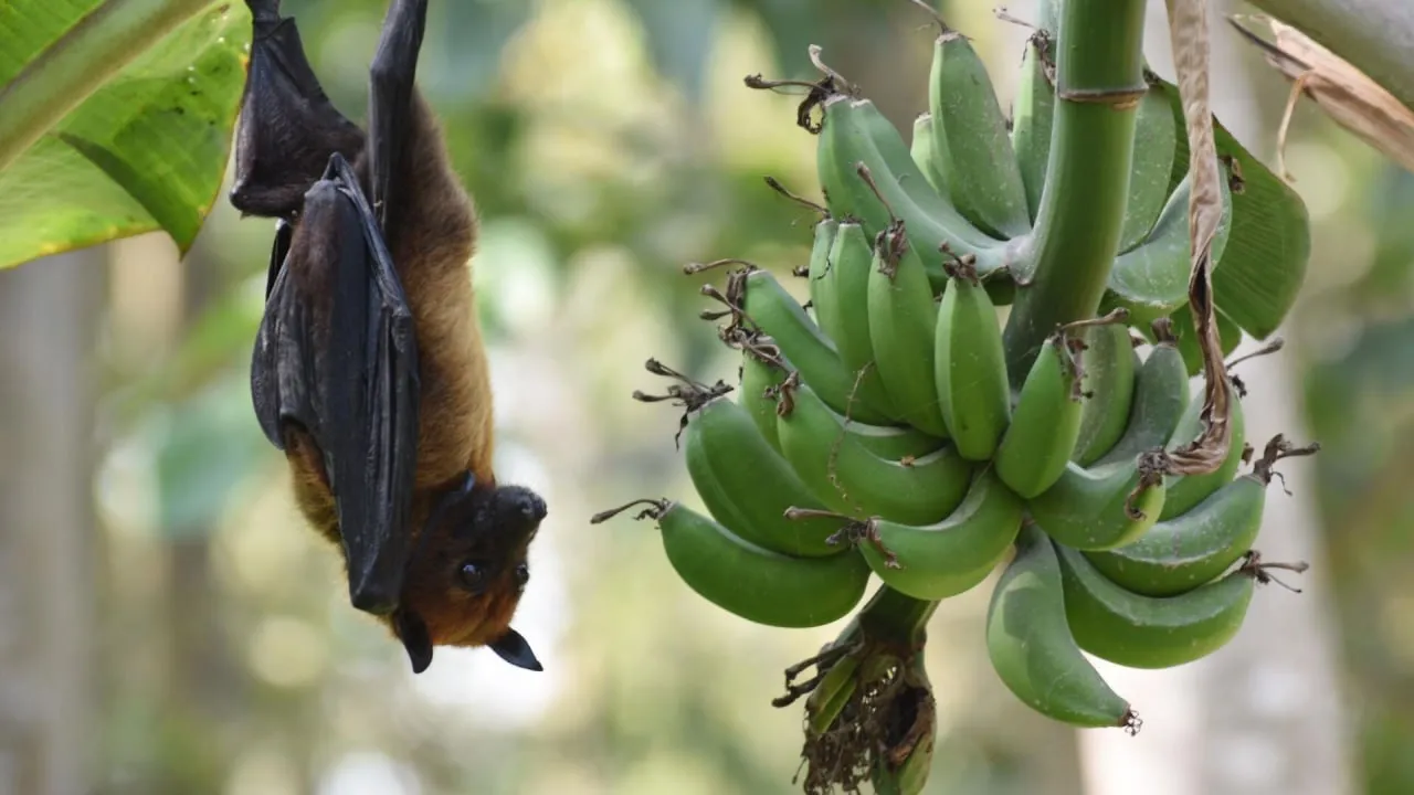 Ҳиндистонда ўлимга олиб келувчи хавфли вирус тарқалмоқда