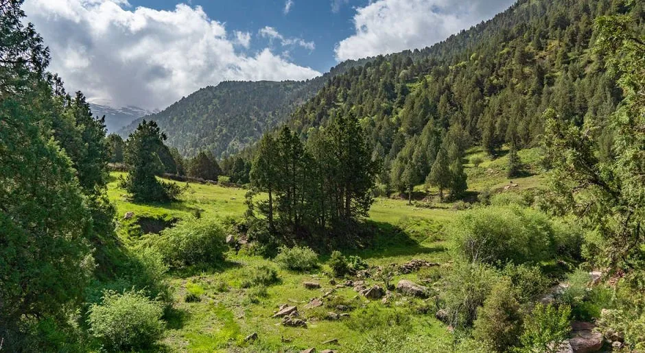 Davlat o‘rmonlari ijara uchun onlayn-auksionga chiqariladi