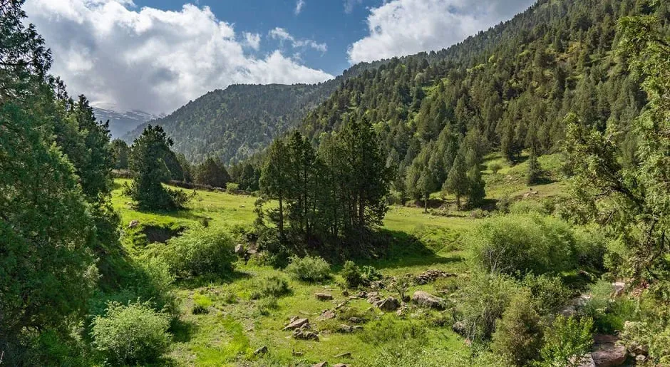 O‘rmon fondi yerlari ijara uchun onlayn-auksionga chiqariladi