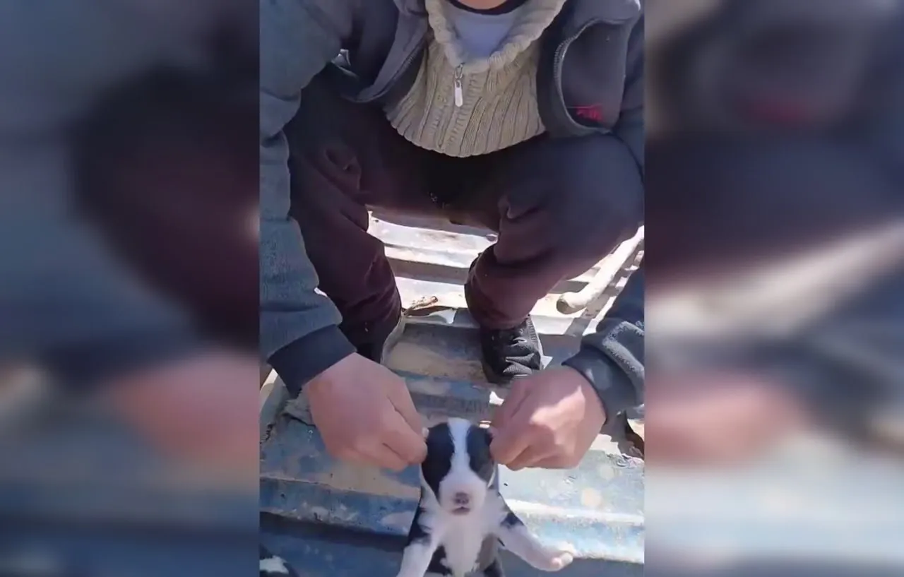 
														
														Сурхондарёда ит болаларининг қулоқларини узиб ташлаган йигит 10 суткага қамалди
														
														