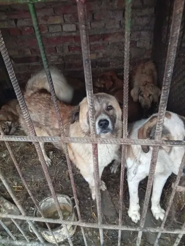 Angrenda daydi itlarni tutish va nazorat qilish ishlari kuchaytirildi