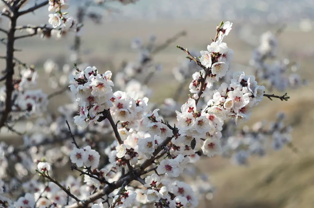 Эртага Ўзбекистонда ҳаво ҳарорати 20 даражагача кўтарилиши кутилмоқда