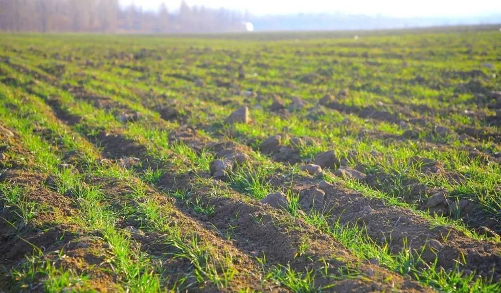 O‘zbekistonda qishloq xo‘jaligi sug‘urtasi jamg‘armasi tashkil etildi