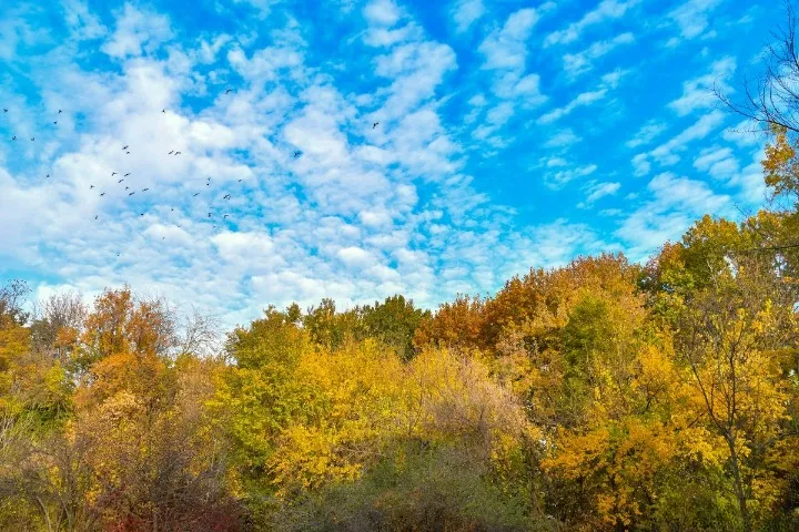 
														
														Hafta davomida yog‘ingarchilik kutilmaydi
														
														