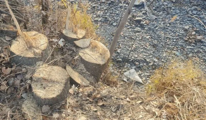 
														
														Samarqandda 498 tup daraxt kesilishi ortidan tabiatga 2,2 mlrd zarar yetkazildi
														
														