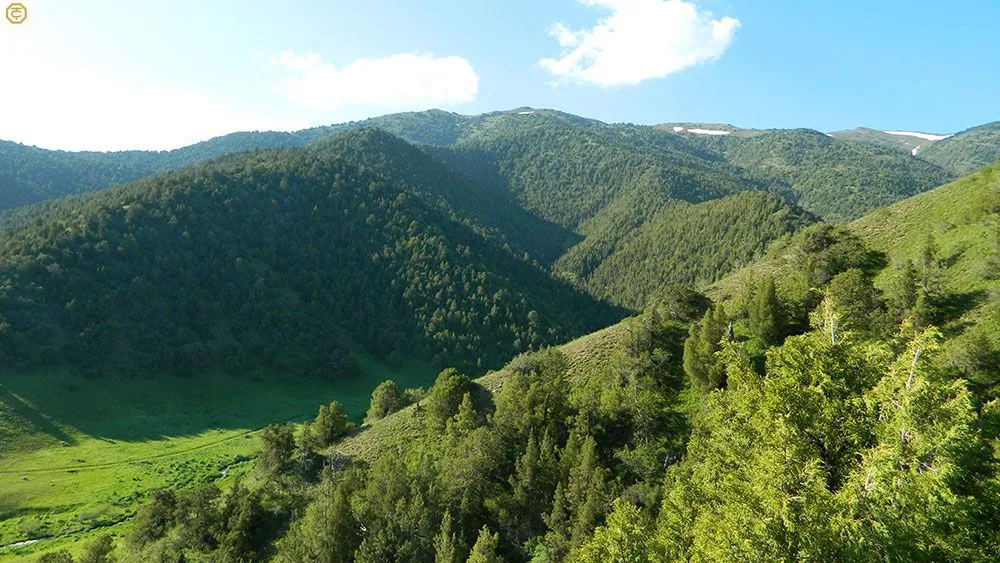 
														
														O‘zbekiston o‘rmon maydonlari 4,7 mln gektarga yetdi
														
														