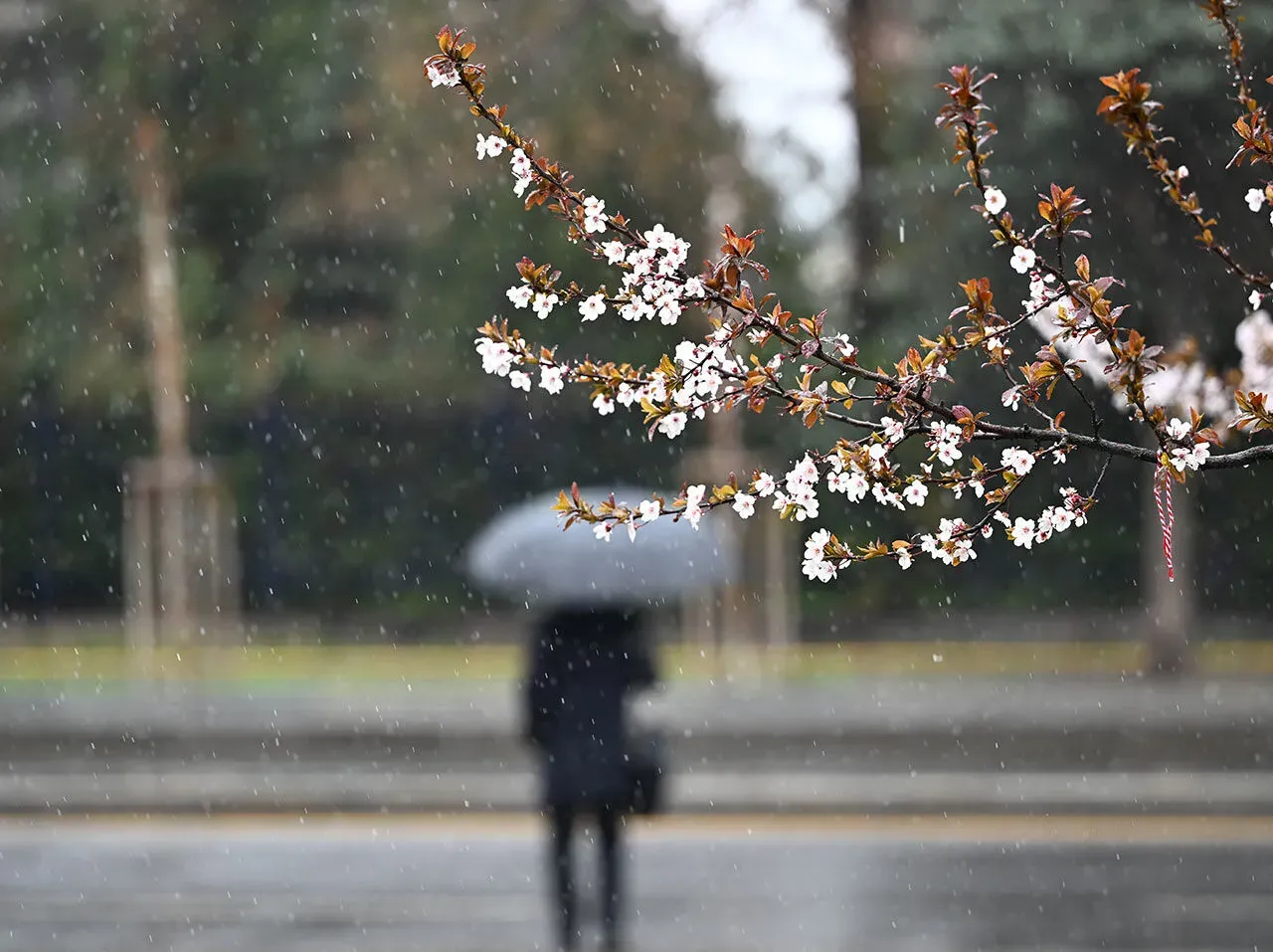 Bugun Respublikamizning ba’zi hududlarida yomg‘ir yog‘adi