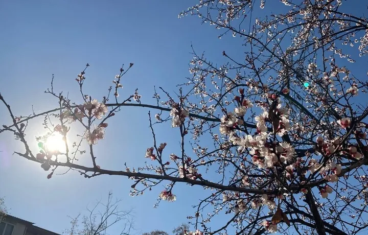 O‘zbekistonda havo harorati +32 darajagacha ko‘tariladi